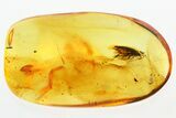 Large Fossil Cockroach (Blattodea) In Baltic Amber - Rare! #346391-1